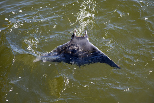 Devil Ray Caught On Fishing Line Florida USA