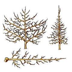 The formation of the young tree trunk