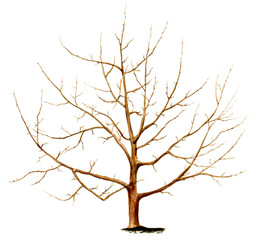 The formation of the young tree trunk