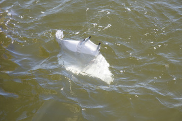 Devil Ray caught on fishing line  White underside