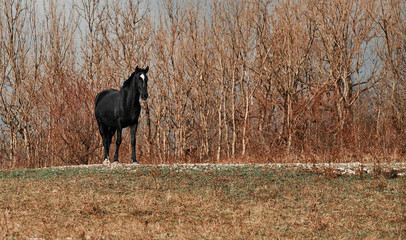 Black horse outdoor