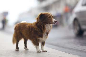 little redhead cute dog on the street - obrazy, fototapety, plakaty