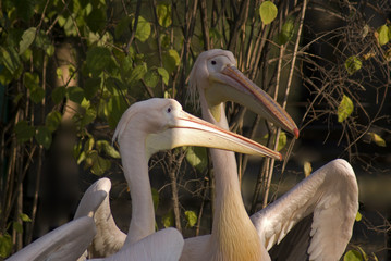 pelikany © Henryk Olszewski