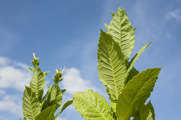 Tobacco plants with large leaves.