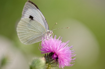 White butterfly sitting on a flower