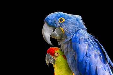Colorful Macaws