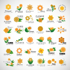 Flowers Set - Isolated On Gray Background