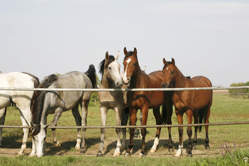 Fototapeta premium Nice purebred mares looking over corral door