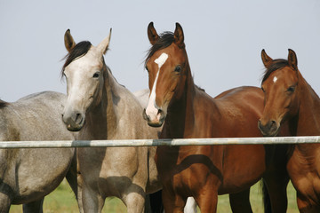 Fototapeta na wymiar Two thoroughbred young horses standing at the corral gate