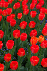 spring time - Tulpenwiese - rote Blüten