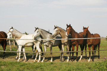 Arabian horses are together in the corral
