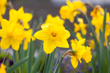 spring time - gelbe Narzissen