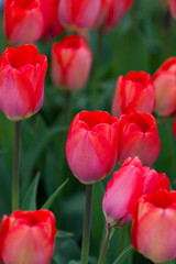 Fototapeta premium spring time - Valentinstag - pinke Tulpen