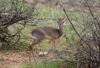 dikdik