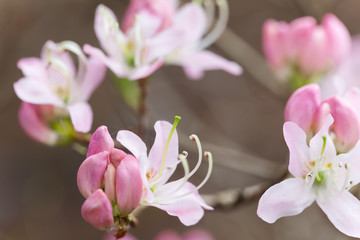 spring time - weiße Azalee