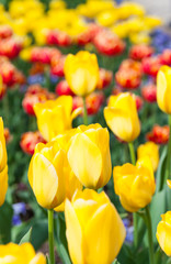 spring time - Rabatte mit gelben Tulpen und Stiefmütterchen