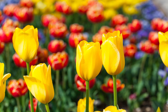 spring time - Rabatte mit gelben Tulpen und Stiefmütterchen