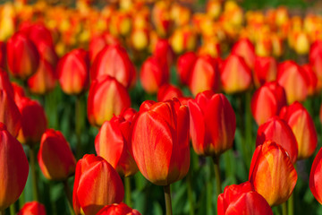spring time - Tulpenwiese - Blumenmeer aus roten Blüten