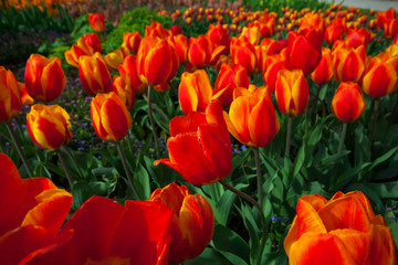 spring time - Tulpenwiese - Blumenmeer aus roten Blüten