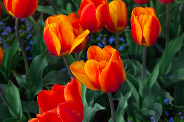 spring time - Tulpenwiese - Blumenmeer aus roten Blüten