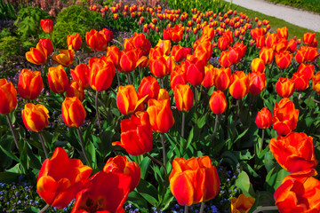 spring time - Tulpenwiese - Blumenmeer aus roten Blüten