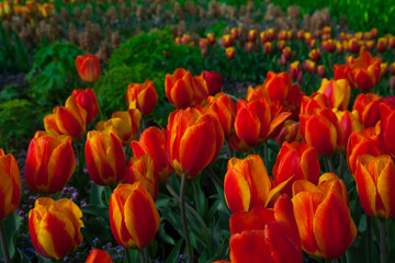 Fototapeta premium spring time - Tulpenwiese - Blumenmeer aus roten Blüten