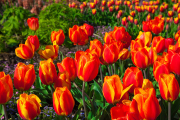 spring time - Tulpenwiese - Blumenmeer aus roten Bl&uuml;ten