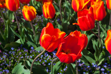 Obraz na płótnie Canvas spring time - Tulpenwiese - Blumenmeer aus roten Blüten
