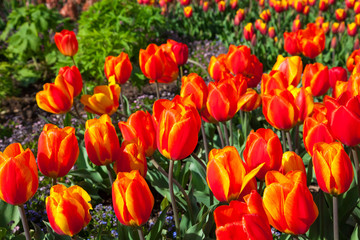 spring time - Tulpenwiese - Blumenmeer aus roten Blüten