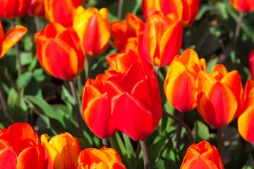 spring time - Tulpenwiese - Blumenmeer aus roten Blüten