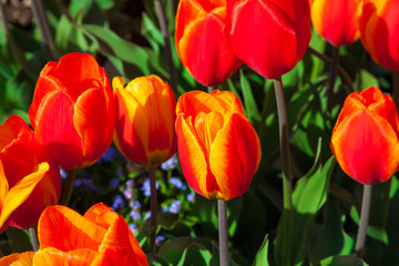 spring time - Tulpenwiese - Blumenmeer aus roten Blüten