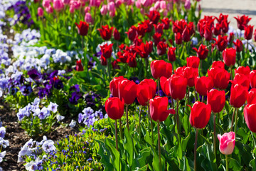 spring time - Garten mit üppiger Tulpenwiese mit  roten und pin