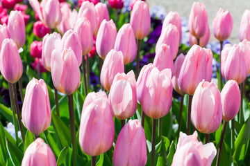 spring time - Garten mit üppiger Tulpenwiese mit  pinken Blüte
