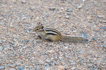 Chipmunk in landscape park Stolby, near Krasnoyarsk, Russia