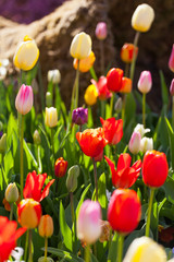 spring time - bunte Blumenwiese im Frühling mit Tulpen und Narz