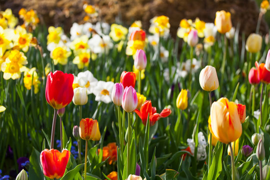 spring time - bunte Blumenwiese im Fr&uuml;hling mit Tulpen und Narz