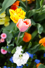 spring time - bunte Blumenwiese im Frühling mit Tulpen und Narz © hetwig