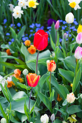 spring time - bunte Blumenwiese im Frühling mit Tulpen und Narz © hetwig