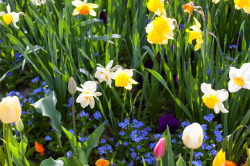 spring time - bunte Blumenwiese im Frühling mit Tulpen und Narz