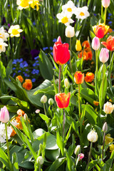 spring time - bunte Blumenwiese im Frühling mit Tulpen und Narz © hetwig