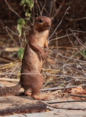stehendes Eichhörnchen