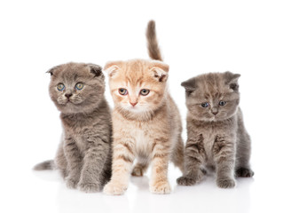 Fototapeta na wymiar group baby kittens sitting in front. isolated on white backgroun