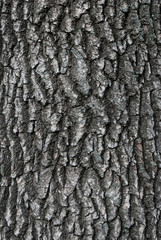 Dark Tree Bark Texture