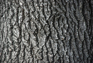 Dark Tree Bark Texture
