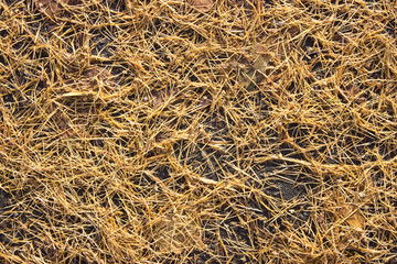 bright autumn background old yellow needles on the ground
