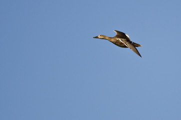 Fototapeta na wymiar Lone Female Duck Flying in a Blue Sky