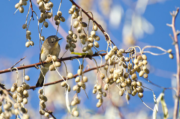 Yellow-Rumped Warbler and a Feast of Berries