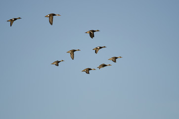 Flock of American Wigeons Flying in a Blue Sky
