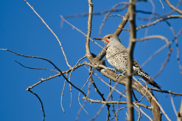 Northern Flicker Perched in a Tree