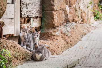 Homeless cats in Tuscany